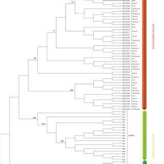 Rooted Upgma Phylogenetic Tree Based On Mtdna D Loop Haplotypes There