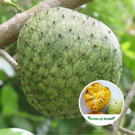 Buy Mountain Soursop Fruit Plant Online Greens Of Kerala