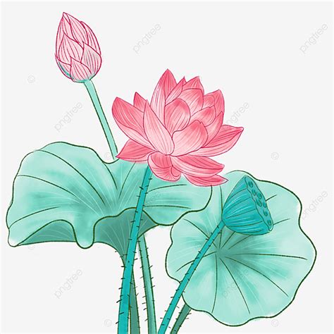 Hand Painted Lotus Png Image Hand Painted Watercolor Lotus Hand