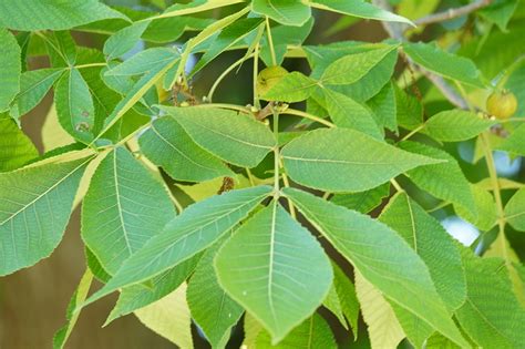 Pignut Hickory Trees And Shrubs Of Essex County Ma · Inaturalist