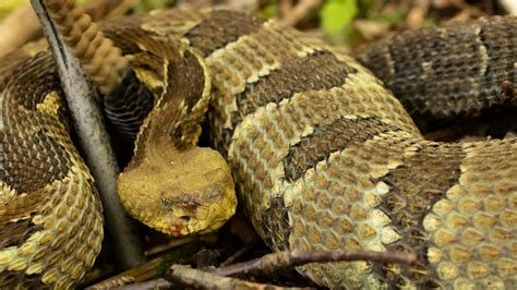 O Que Significa Sonhar Cobra Saiba Como Interpretar HPG