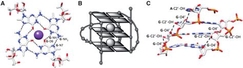 Schematic Representations Of A A G Quartet Arrangement B A Download Scientific Diagram