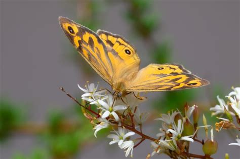 Common Brown Butterfly | Backcountry Gallery Photography Forums