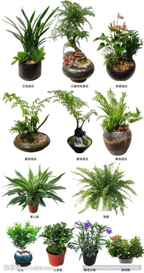 植物盆栽 盆景租摆 Psd设计图建筑园林自然景观设计图库昵图网