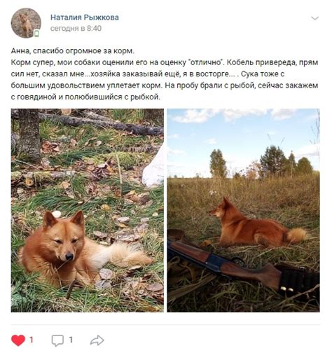 отзывы и пожелания | Котогава: корм для собак | ВКонтакте