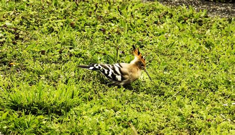 Hoopoe Bird Nature - Free photo on Pixabay - Pixabay