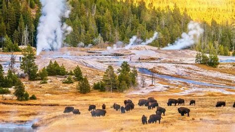 Three people gored by bison in a month at Yellowstone National Park. Why do these attacks happen ...