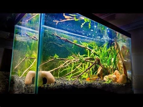 How To Set Up An Easy Gallon Aquascape Aquascape Fish Tank Design