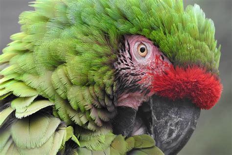 Arara Verde Saiba Tudo Sobre Ara Militaris Em