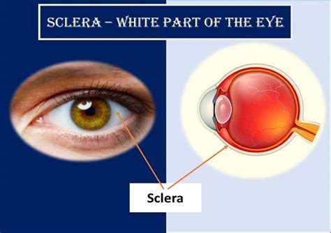 Sclera White Of The Eye Definition And Detailed 60 Off