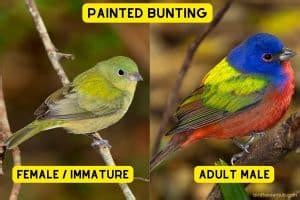 Birds Similar To Painted Buntings With Photos Bird Feeder Hub