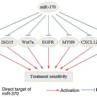 MiR 370 Affects Cancer Treatment By Regulating Different Targets