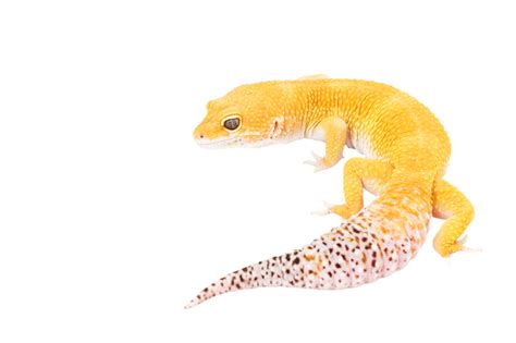 Leopard Gecko Nature Leopard Gecko Biology White Pattern Copy Space