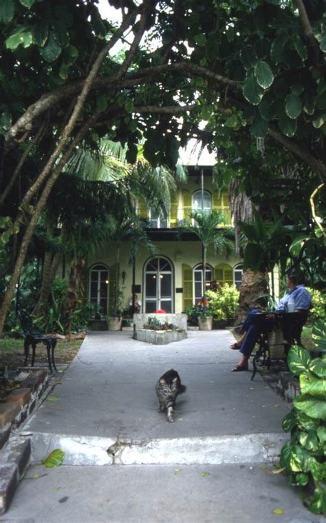 Florida Memory Polydactyl 6 Toed Cat At The Ernest Hemingway House