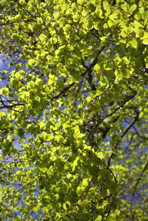 Free Images Tree Branch Blossom Leaf Flower Spring Green