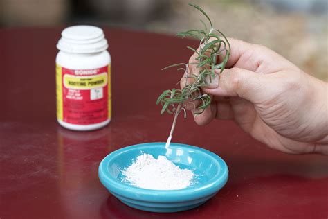 How to Propagate Rosemary in Soil or Water