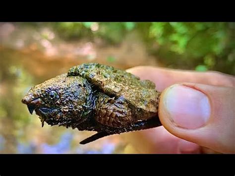 Baby Alligator Snapping Turtle Habitat - Desearimposibles