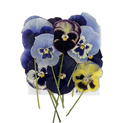 Pansy Pressed Edible Flowers With Stems Nurtured In Norfolk