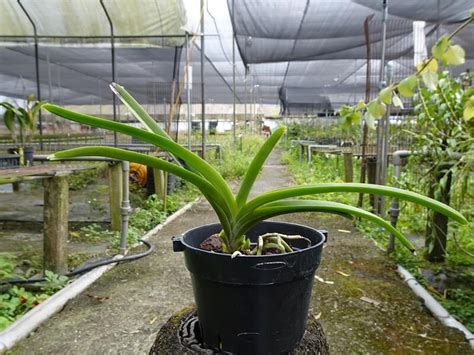 原生蘭花Vanda sanderiana var alba 白 桑德萬代蘭 優秀的母本 實生苗 露天市集 全台最大的網路購物市集