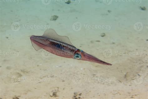 An isolated close up colorful squid cuttlefish underwater 17238986 ...