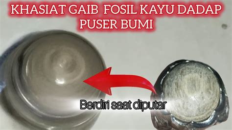 Khasiat Batu Akik Puser Bumi Fosil Kayu Dadap Mitos Khodam Batu