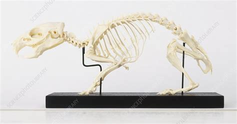 Skeleton of Guinea Pig - Stock Image - C019/8372 - Science Photo Library