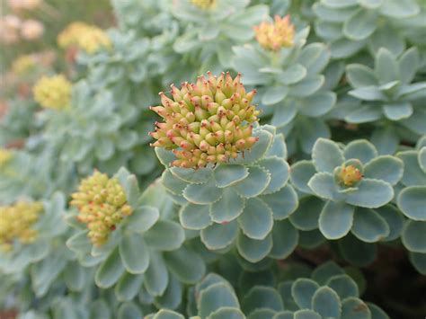 Rhodiola rosea (Roseroot) - World of Succulents