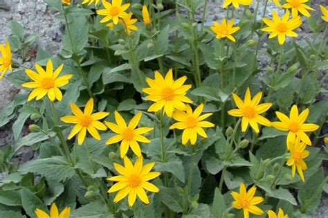 Arnica Invasive Species Council Of British Columbia