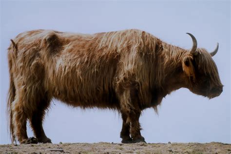 The Wild Yak | Madras Courier