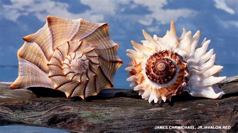 Seashells Nwf Ranger Rick