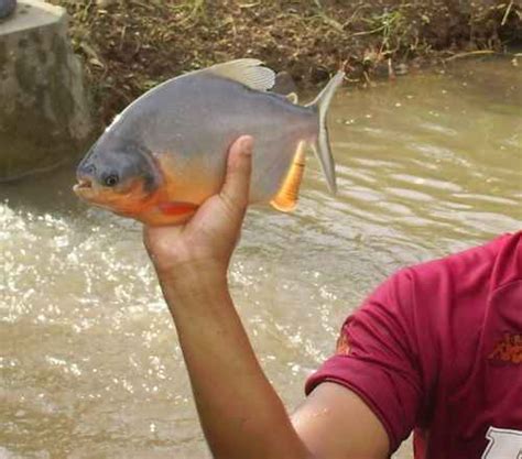 bakpia  bu giek budidaya ikan bawal