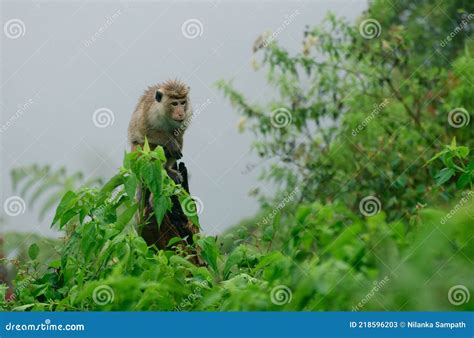 Two Monkeys Toque Macaque Macaca Sinica Reddish Brown Coloured Monkey