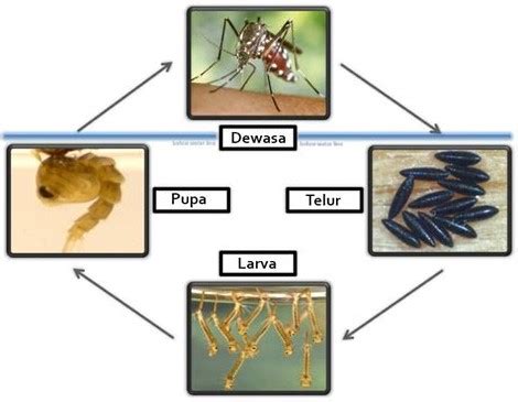 Nyamuk Berkembang Biak Dengan Cara Apa Berikut Penjelasan Singkatnya