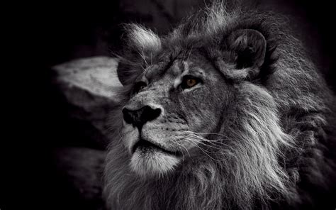 Rasta Lion Wallpaper (58+ images)