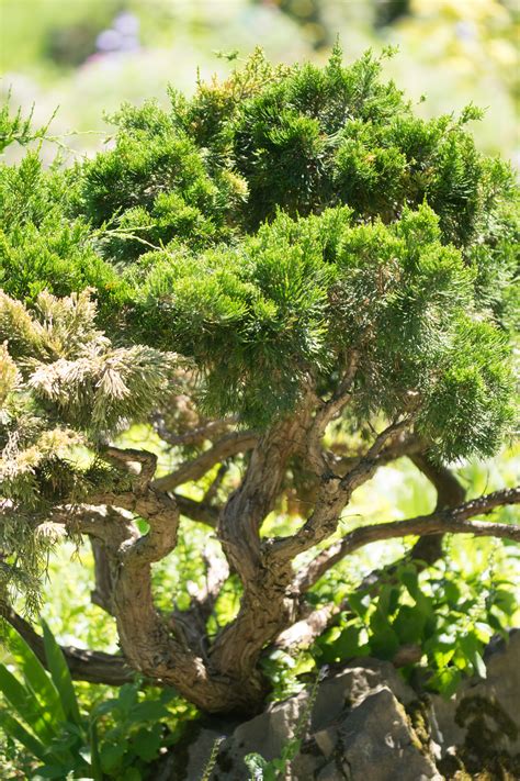 Garten Navi Virginischer Baumwacholder Juniperus Virginiana Canaertii