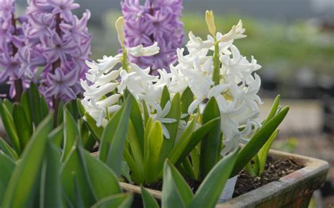 Hyacinthus Orientalis White Pearl Hyazinthe