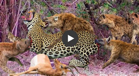 Horrifying! Hyenas teamed up to attack leopard brutal to steal prey and ...