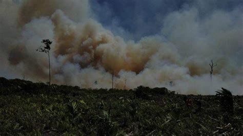 Selama Bulan Ribu Hektare Lahan Di Jambi Terbakar Kawasan