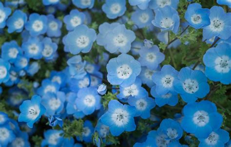 Wallpaper flowers, blue, nemophila images for desktop, section цветы ...