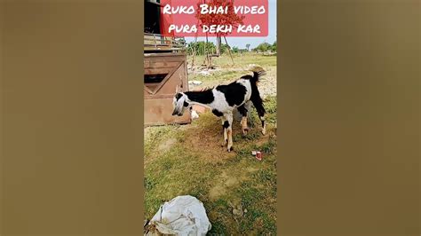 Video Pura Dekh Kar Jana Viral Comedy 😘😀😀😀👍👍👍😎😎🙏🙏 ️ Maurya Ajay