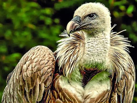 Top 999 Vulture Images Amazing Collection Vulture Images Full 4K