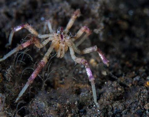 What Are Sea Spiders 10 Fascinating Facts