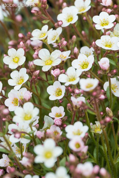 Szk Ka Bylin Dobrepole Saxifraga X Arendsii Ice Colours Pearl White