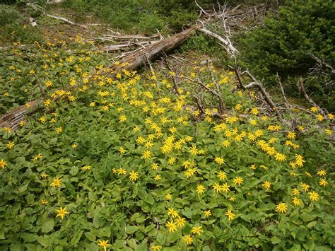 Arnica Meadow Arnica Cordifolia Heart Leaf Arnica Heart L Flickr