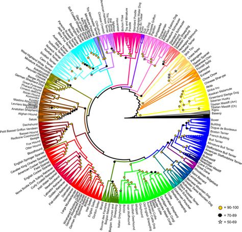 Where did your dog come from? New tree of breeds may hold the answer ...