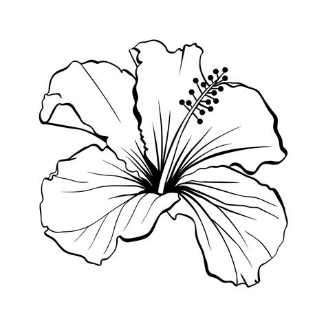 Hibiscus SVG Tropical Flower SVG Hawaiian Flower SVG Digital