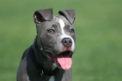 6 Best Ways to Train Your American Pit Bull Terrier | Dog Reference