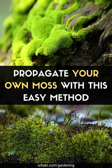 How To Cultivate Moss In Your Garden