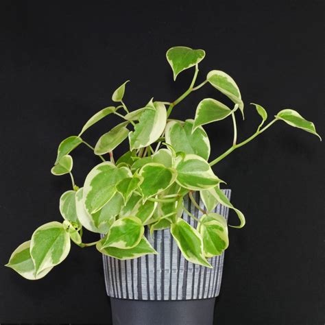 Peperomia Scandens Variegata