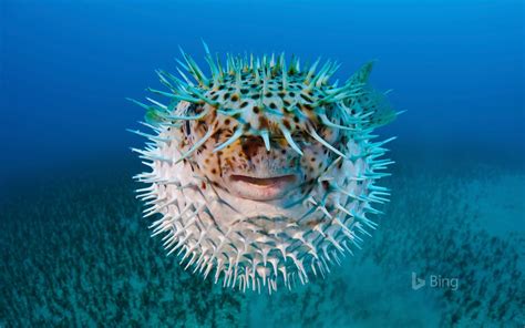 Spot-fin porcupinefish near Hawaii-2016 Bing Desktop Wallpaper Preview ...